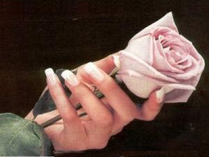 Hands holding a Rose
